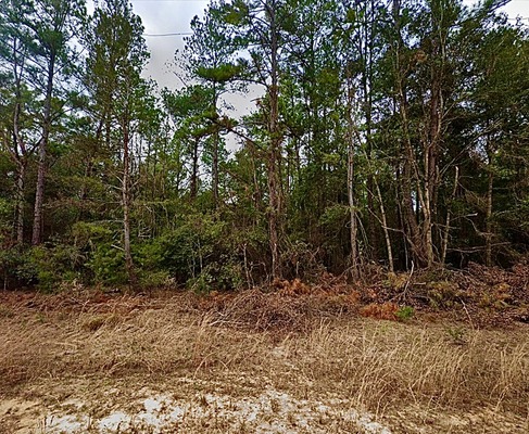 Affordable green Florida lot just 90 min.  from beach.