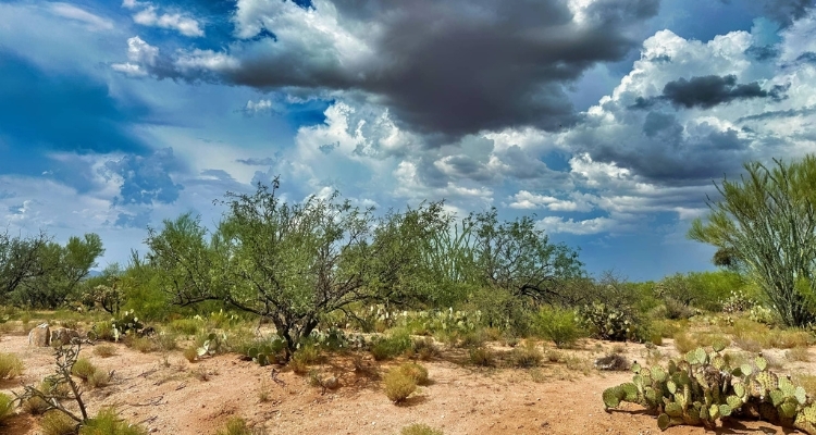 Mountain  views and City Convenience near Tucson