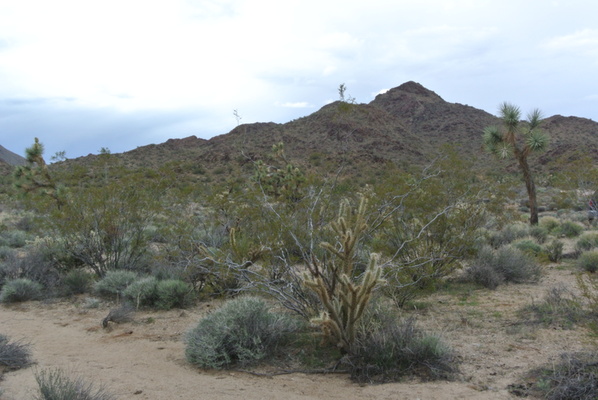 Yucca, AZ-2.35 Acres for $149/Mo! Financing Made Easy