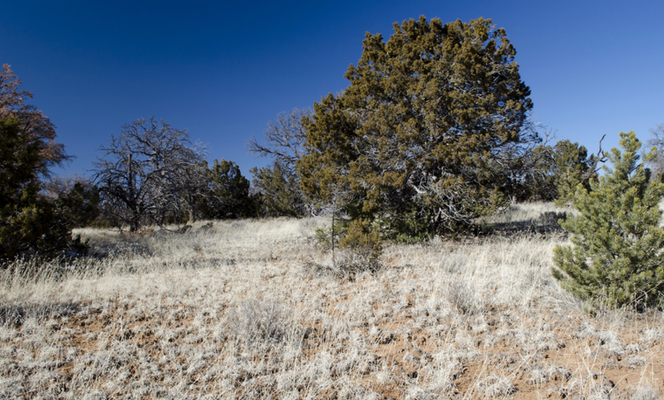 Claim Your Hunting Paradise near Ramah, NM - $150/mo