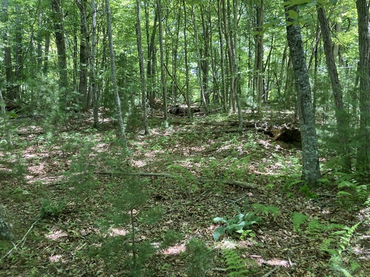 2.15 Acres in Ashe Co – $579 Down, Instant Getaway!