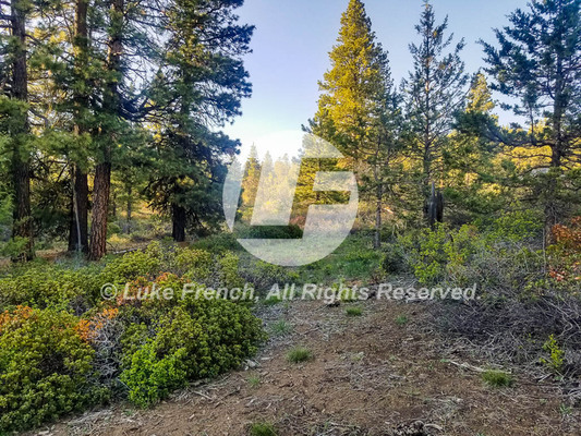 Klamath Falls Forest Estates - $299/mo