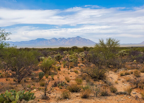 Unearth the Hidden Gems  Sonoran Desert - $125/mo