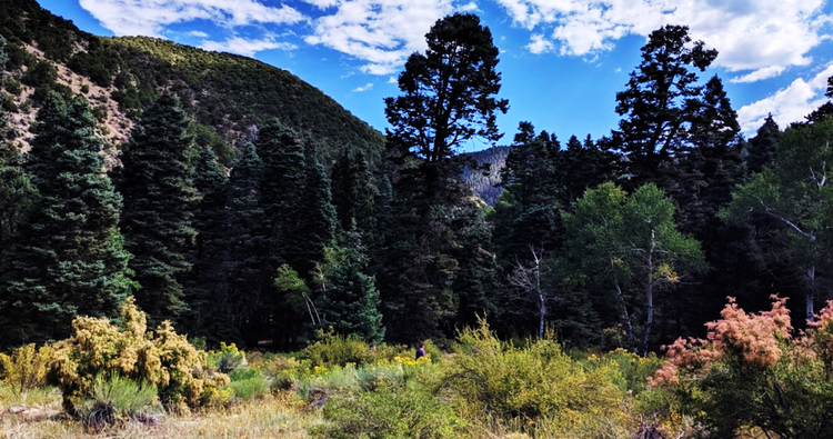 Mountain Views for Nature Seekers: 5.61 Acres in CO $199/Mo