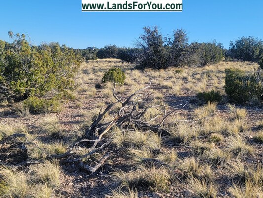 A 1.04-Acre Playground for You and Your Dog!