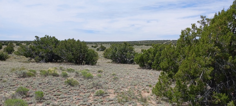 BLACK FRIDAY EXTENDED! 2.6 acres in Sanders AZ $10 Down!!!