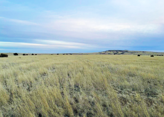 Your Perfect Retreat: Gorgeous Lot south of Concho,  Arizona