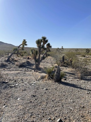 Desert Oasis Awaits: Stunning Mohave Property for Sale!