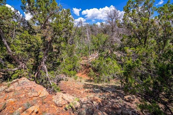 Adventure Awaits w/ Escape to Freedom: 2.5 Acre for $150/mo