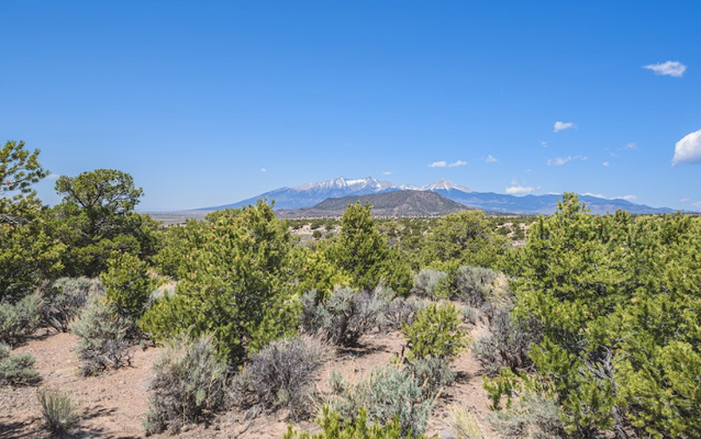 5ac of Treed ? Natural Beauty in Colorado - $299/mo