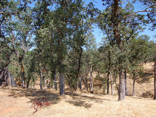 0.46 acres in Tehama, California - Less than $330/month