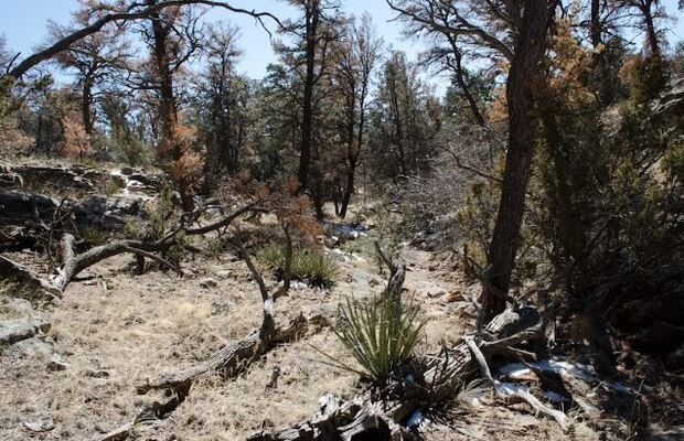 Own 2.5 Acres of untamed land close to Ramah, NM for $150/mo