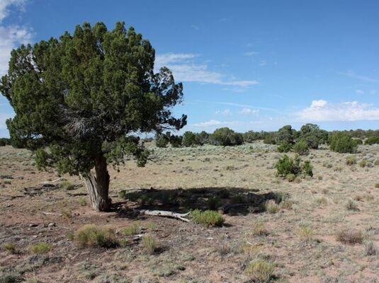 There Is So Much To Do On This 4.89-Acre Lot Available In Apache County, AZ.