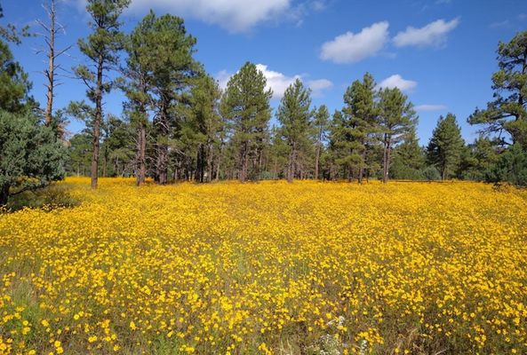 4.8 Acre: FOUR properties for just $287/mo. in Apache, AZ