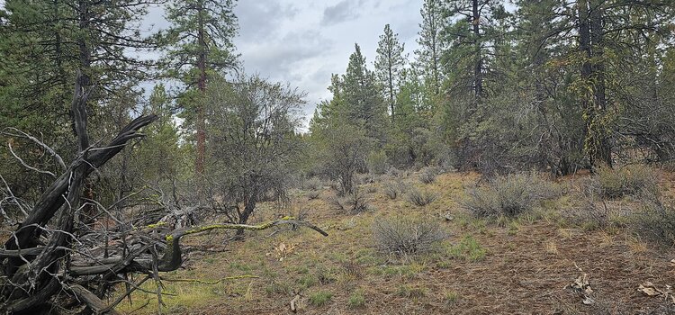 7 Acres Ready for Your Vision! (Grizzly Lane)