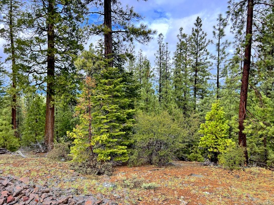 Explore Lot for Building, Camping, & Fun: 1 Acre for $125/mo