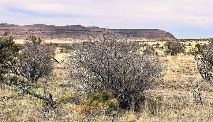 20 Acres of Unrestricted Land in Texas - DREAM BIG!