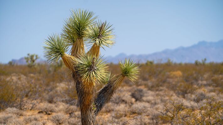 Mountain Selfies Await: 2.5 Acres in Mohave, AZ!