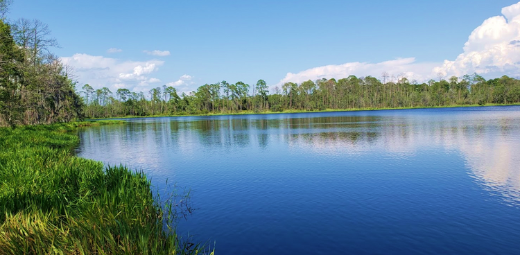 Financial Climb: 0.44-Acre 14 Mins from Lake in FL! $277/Mo