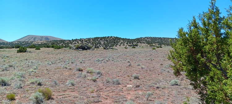 Last Chance for $10 down! 1 acre near Concho, AZ